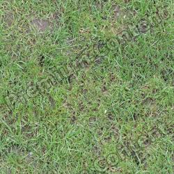 Seamless Grass